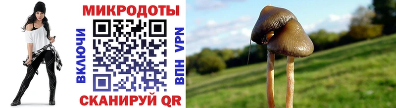 Псилоцибиновые грибы Psilocybe  Аргун 